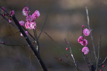 _DSF7580-0