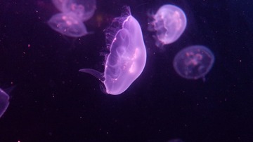 2798272