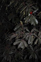 SDIM0133