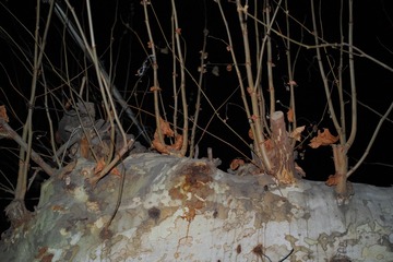 SDIM0125