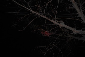 SDIM0218
