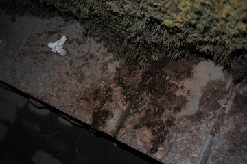 SDIM0219