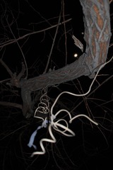 SDIM0215