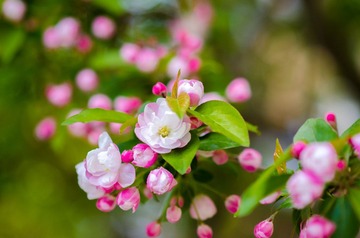 DSC_1106_20130419.jpg