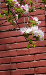 DSC_1196_20130419.jpg