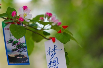 DSC_1417_20130421.jpg