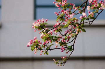 DSC_1426_20130421.jpg