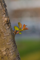 DSC_1427_20130421.jpg