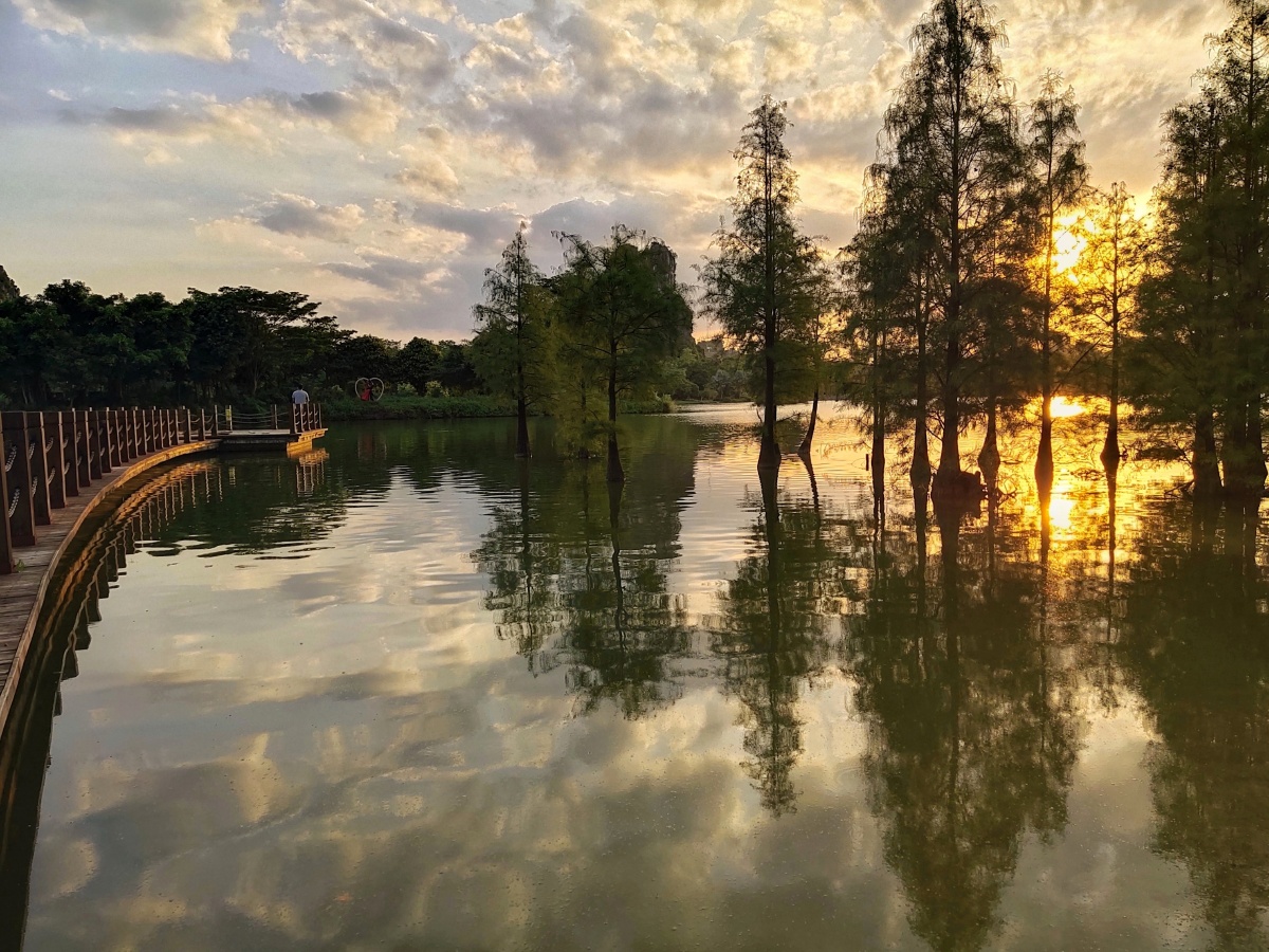 花花大世界天福池水杉 - 韦锦英 - 图虫