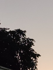 1000014262