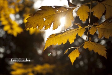 Leaf