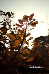 Leaf