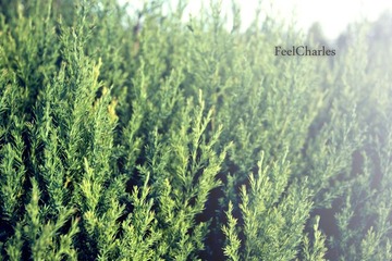 Grass