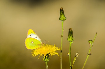 12175
