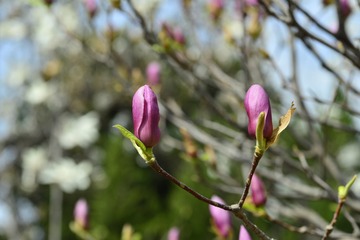 _DSC5554