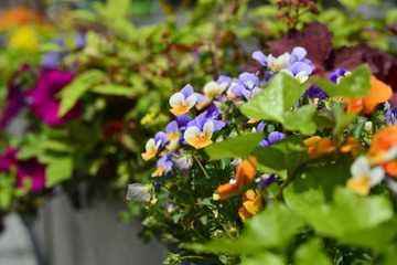 _DSC6629