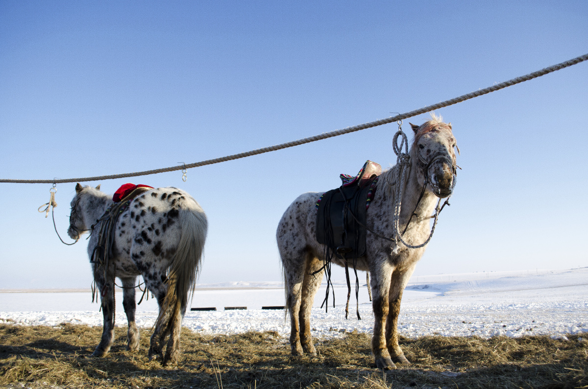 两匹刚参加完冰雪嘉年华的马