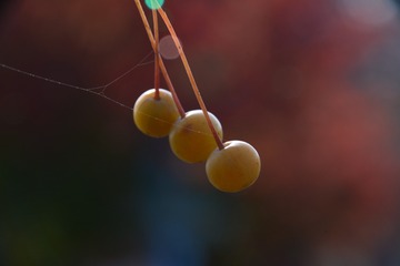 633177