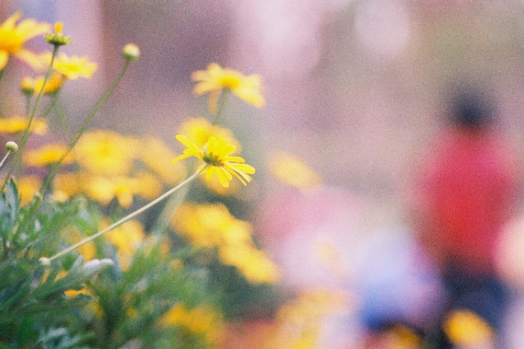 理光XR-7 pentax smc -M135 3.5<br />