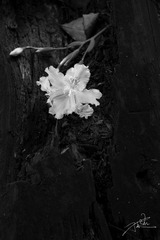 DSCF5643-编辑2