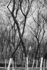 IMG_6556.JPG