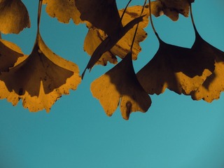 1000033798
