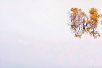 景洁意深(21)