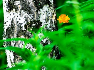 花语微景(11)