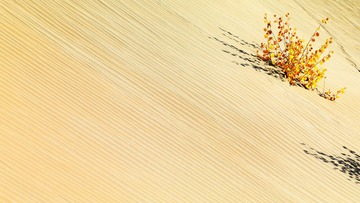 新疆阿拉尔胡杨B组 (1)