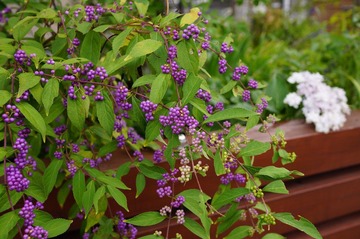 DSC02637.JPG