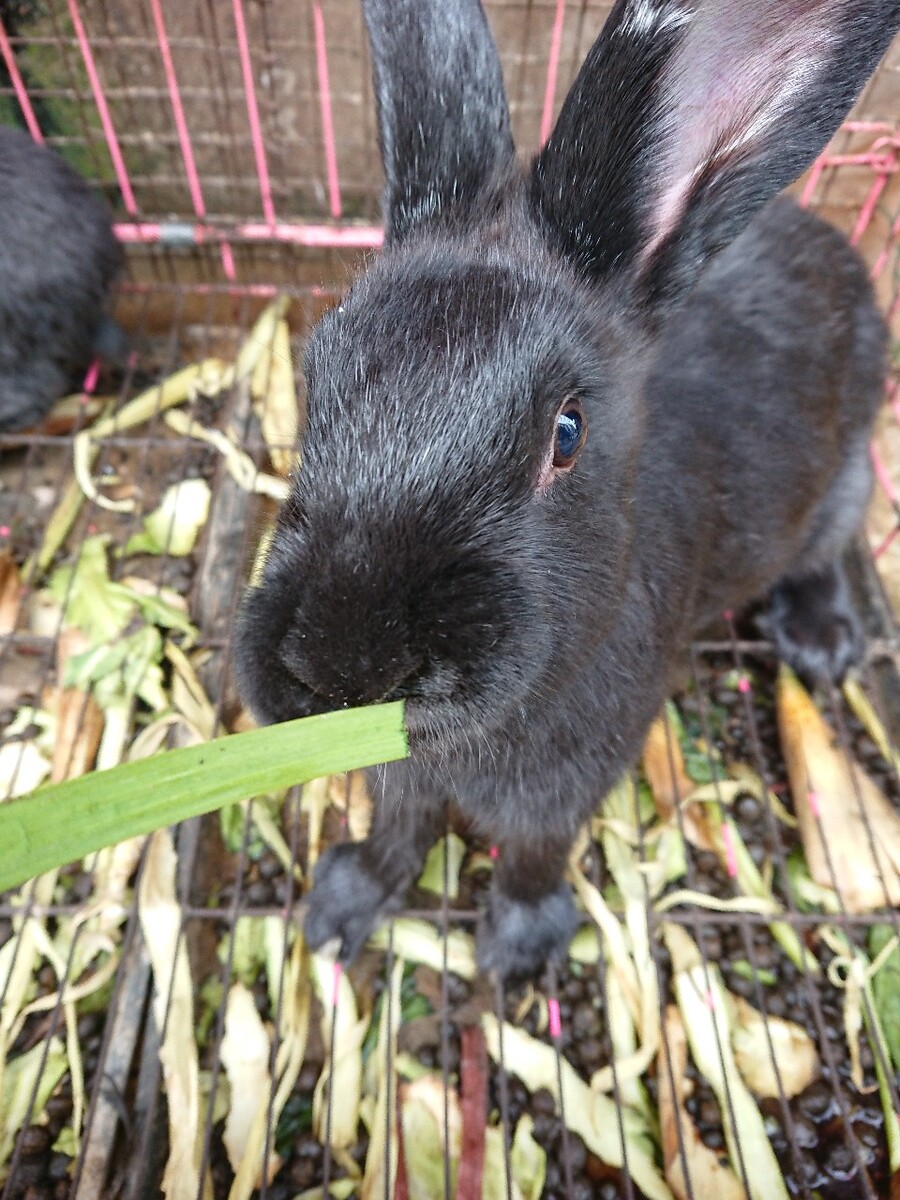 菜兔子养殖方法图片,养小兔子不容易死