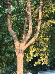 1000054548