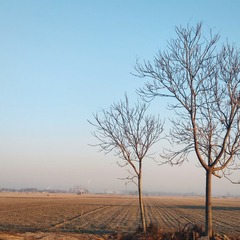 3799830