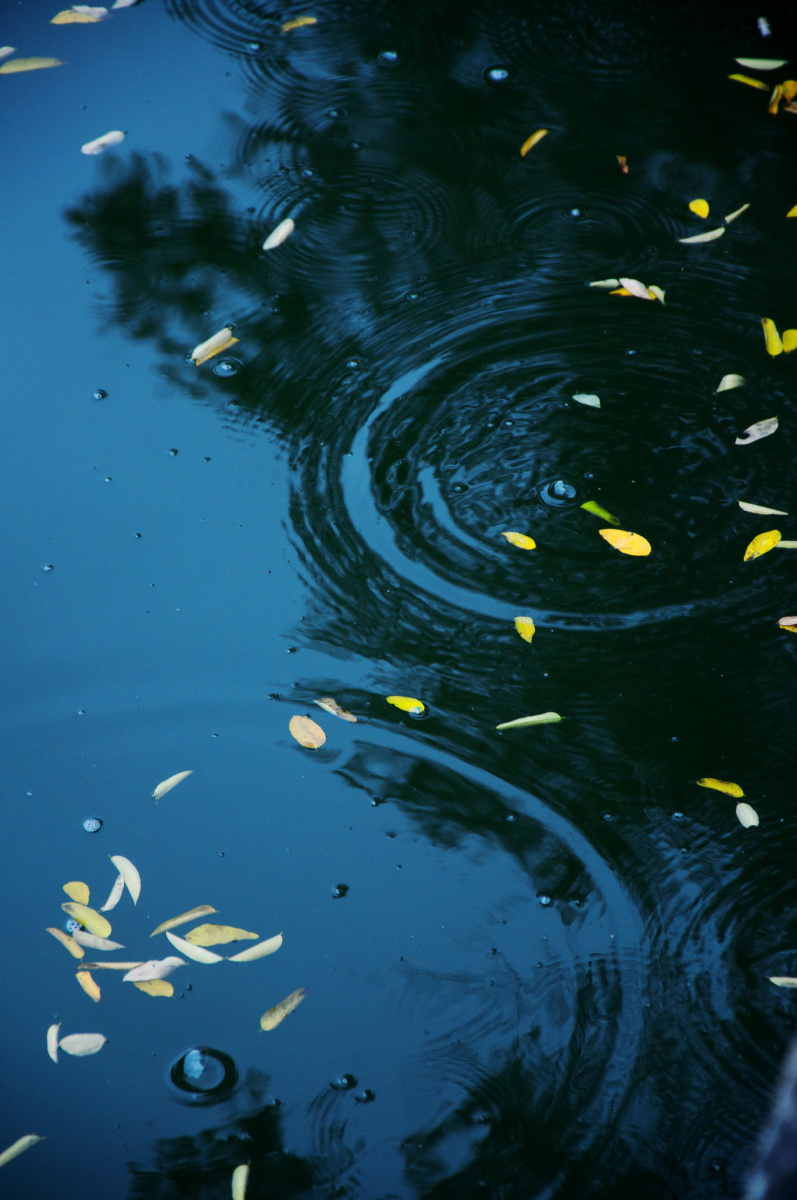 几片秋雨后的落叶随着树梢的水滴落入故宫中的金水河.