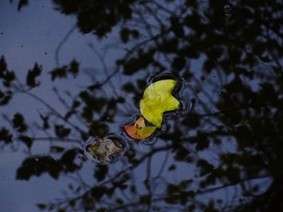 20123