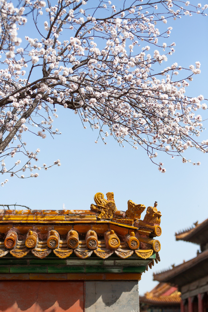 故宫花谱之杏花一段好春藏不住红墙斜露杏花梢