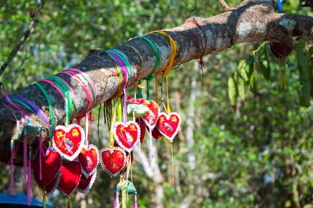 中科院西双版纳热带种植园 - -刘灏- - 图虫网 - 