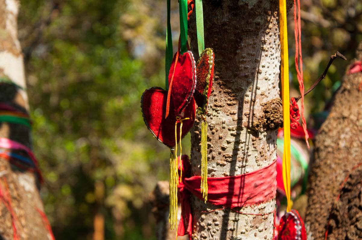 中科院西双版纳热带种植园 - -刘灏- - 图虫网 - 