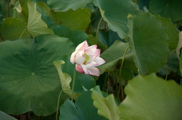 DSC_0482.NEF.jpg