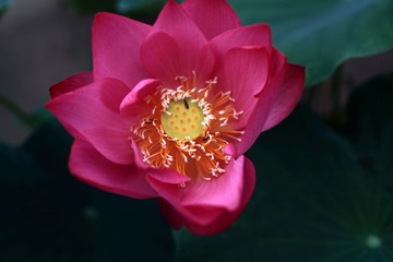 荷花1