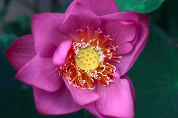 荷花2