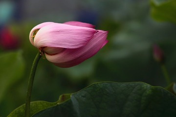 荷花3