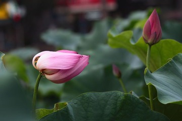 荷花4