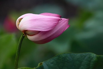 荷花5