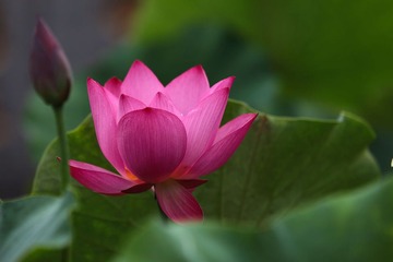 荷花6