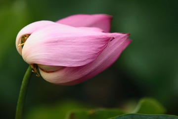 荷花7