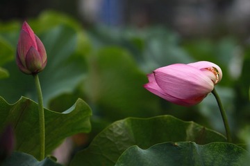 荷花8