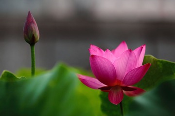 荷花9