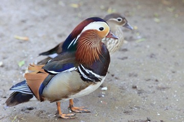 小俩口1