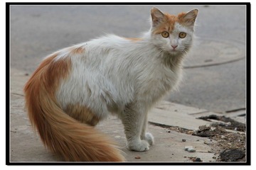 流浪猫